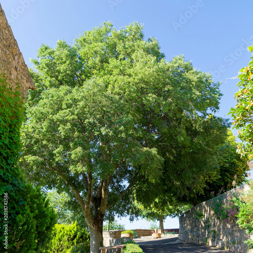 celtis australis, micocoulier de provence, micocoulier du midi, arbre ortie, nettle tree, micocoulier austral, falabreguier, arbre à sieste, arbre, ornement, paysage, méditerranéen, village, provençal