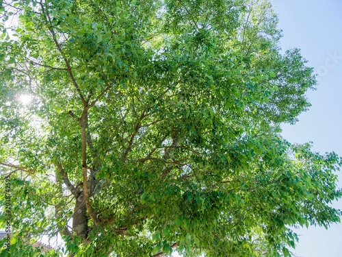 Micocoulier de Provence (Celtis australis), arbre méditerranéen au port arrondi couvert de branches étalées aux rameaux flexibles couverts de feuilles ovales, vert luisant et finement dentées