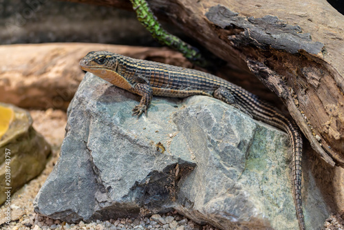 Photos The Sudan plated lizard (Broadleysaurus major)  is a medium-sized, diurnal African lizard