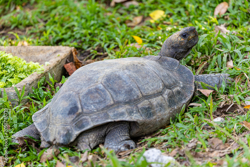 The Asian forest tortoise (Manouria emys) is a species of tortoise in the family Testudinidae. The species is endemic to Southeast Asia.
It is the largest tortoise in mainland Asia.