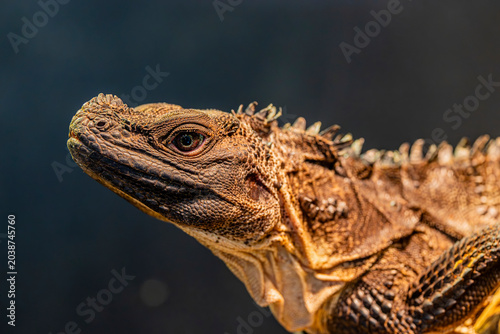 Philippine sailfin lizard (Hydrosaurus pustulatus) is an oviparous lizard endemic to several of the islands that make up the Philippines and is also found in New Guinea and Eastern Indonesia.