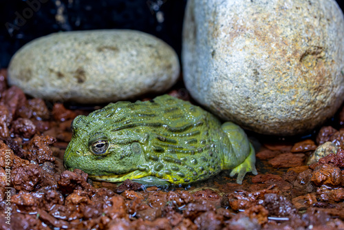 Fotografía The African bullfrog is a massive African frog known for its powerful jaws, aggressive behavior and impressive size