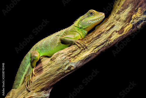 Schilderij op canvas Chinese water dragon (Physignathus cocincinus) is a species of agamid lizard native to China and mainland Southeast Asia