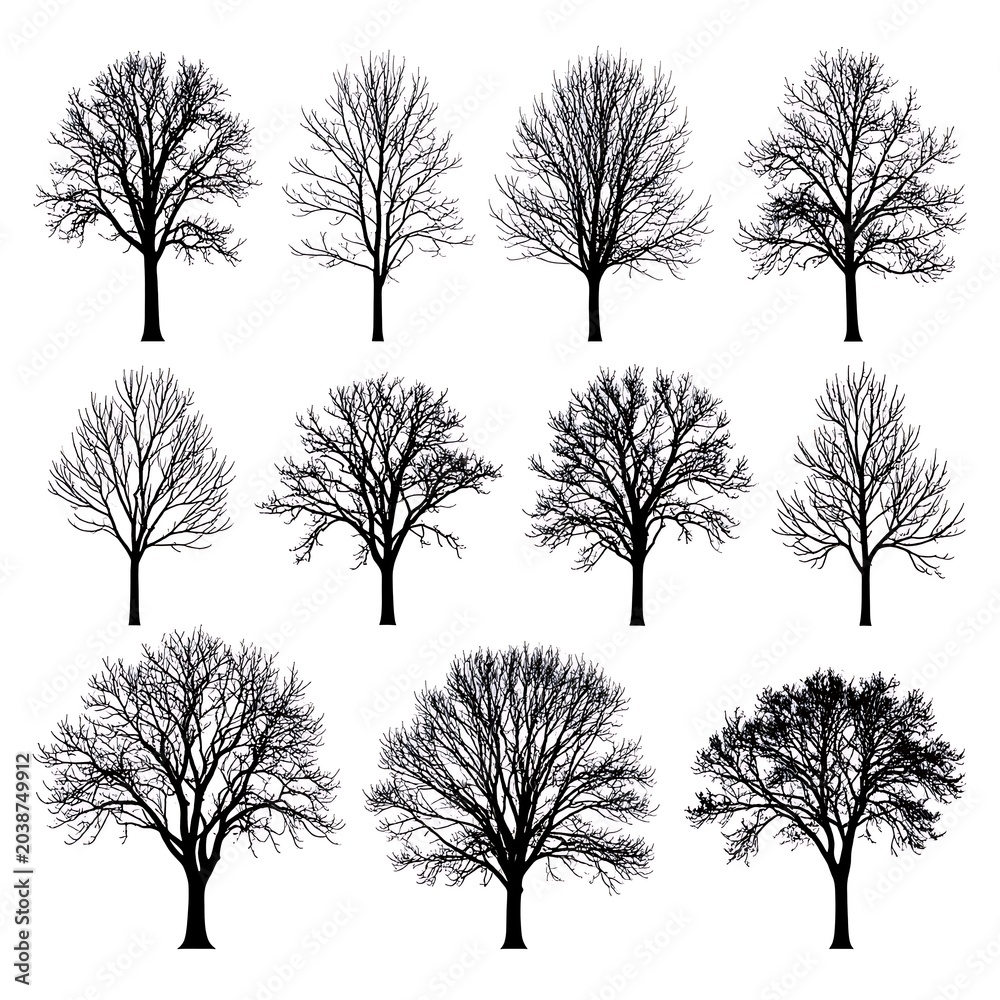 Obraz premium A collection of bare trees in various shapes and sizes on white
