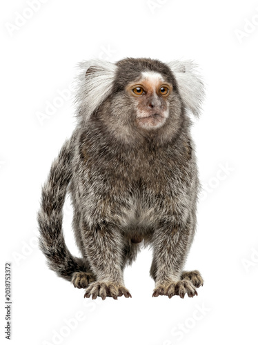 Isolated low angle front view of a common marmoset crouching alertly for environmental poster or scientific media