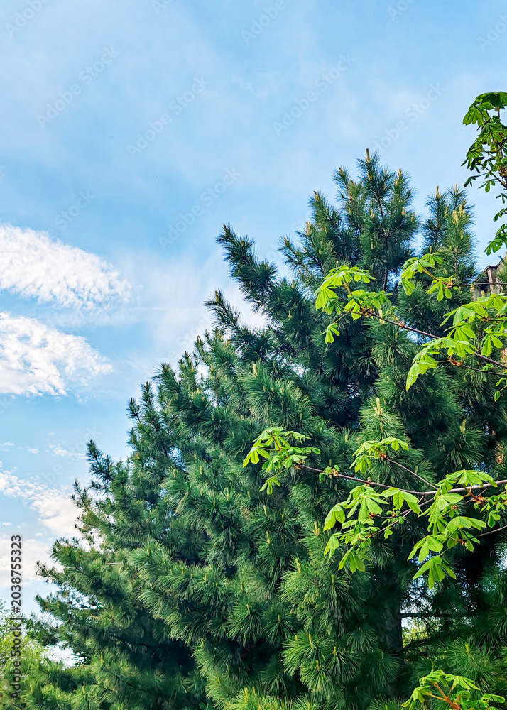 Fototapeta premium Tall cedar tree branches and fresh green chestnut leaves against a bright blue sky with white clouds. Spring nature scene. Outdoor landscape and ecology background for design projects.