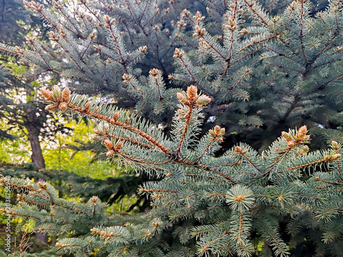 Blue spruce branches with fresh shoots and small cones against blurred green garden background. Spring growth on evergreen conifer tree with silvery blue needles. Nature and landscaping concept.