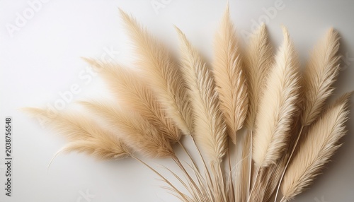 Ears Of Wheat Elegant Pampas Grass Cluster Soft Feathery Texture On Minimal White Background