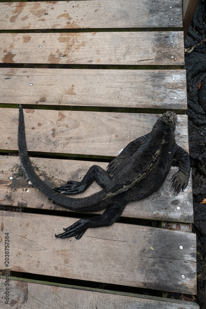 Obraz premium Marine iguana resting on timber walkway, Galapagos, Ecuador. Looking down at single dark reptile basking on wooden pier boards during daytime excursion.