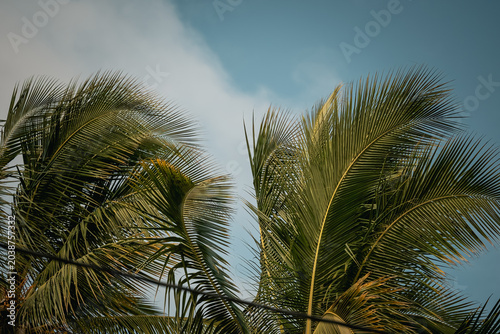 Fotografi Coconut palm fronds moving in wind against sky, Galapagos