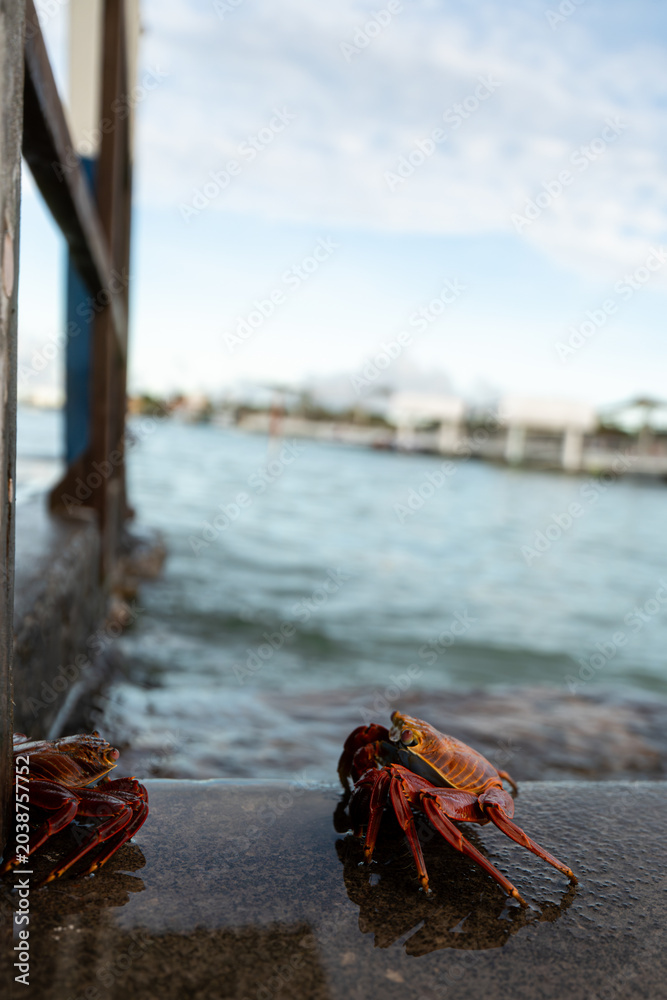 Obraz premium Vertical perspective of crabs on seaside dock, Galapagos, Ecuador. Tall orientation image showing colorful marine wildlife on wet concrete by ocean.