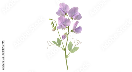 Purple sweet pea flowers with green leaves