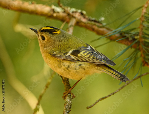 goldcrest (Regulus regulus) bird on branch