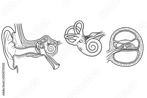 Quadro su tela Human Ear Internal Anatomy and Inner Ear Structure Diagrams