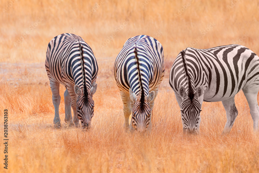 Fototapeta premium A group of zebras standing among the yellow grass in Etosha National Park in Namibia, in the African savannah, during a safari - Etosha National Park, Namibia