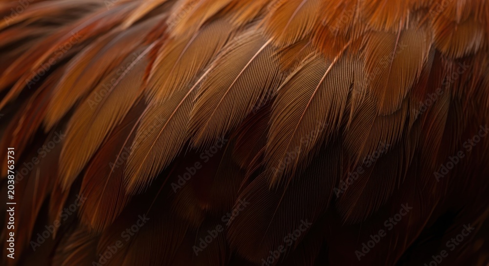 Obraz premium Detailed macro view of rich brown broiler chicken feathers showcasing natural texture and organic patterns