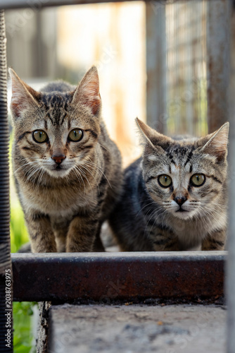 Foto Two adorable tabby street cats looking curiously at camera through metal railing