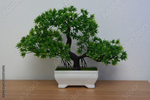 Green old bonsai tree isolated on white background