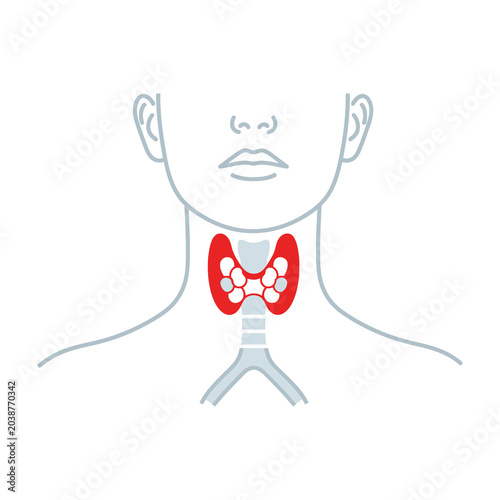 Thyroid gland anatomy illustration
