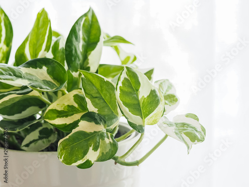 鉢植えのポトス