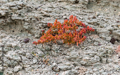 Sesuvium edmonstone, also known as Galápagos turf, growing on rocks in a coastal environment