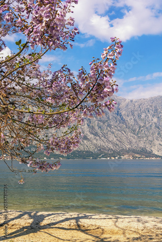 Springtime. Branches of Empress tree ( Paulownia tomentosa ) with beautiful pink flowers. Bay of Kotor, Montenegro