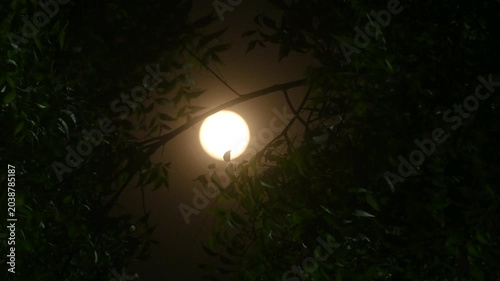 The 2026 Pink April's full moon, the first full moon of spring, is appearing as a 