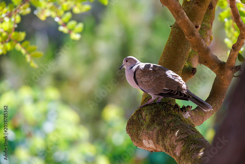 Collar dove perched in a carob tree