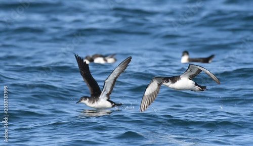Obraz na plátně Manx Shearwater