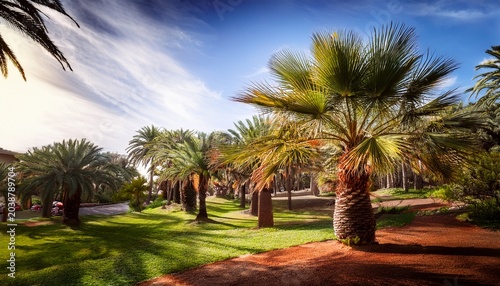 Tropical Trees Phoenix Canariensis