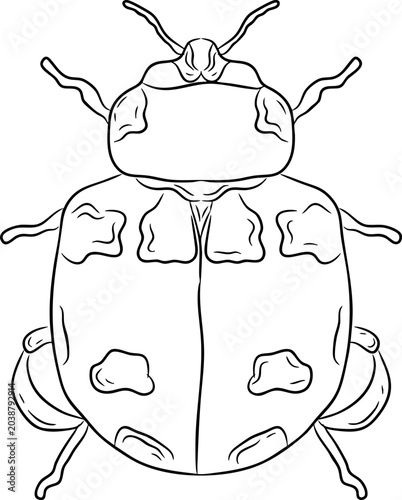 Hand Drawn Ladybug