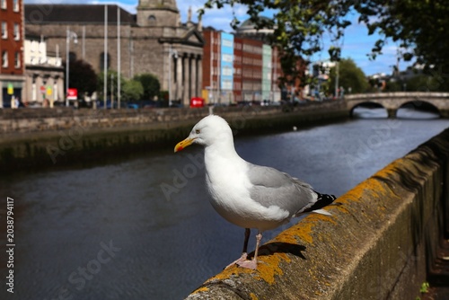 Photography European herring gull (Larus argentatus), large seabird in Dublin, Ireland