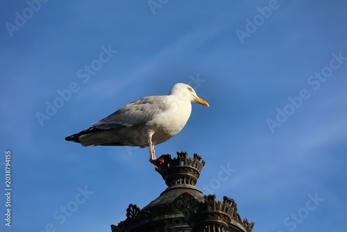 Photography European herring gull (Larus argentatus), large seabird in Dublin, Ireland