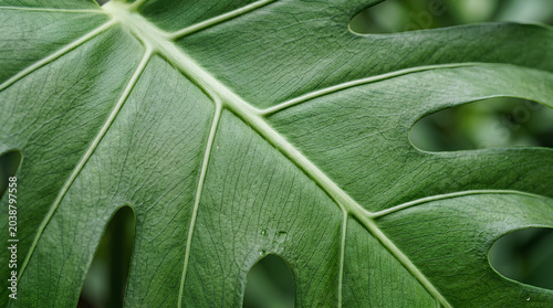 Detailed texture of a vibrant green tropical monstera leaf