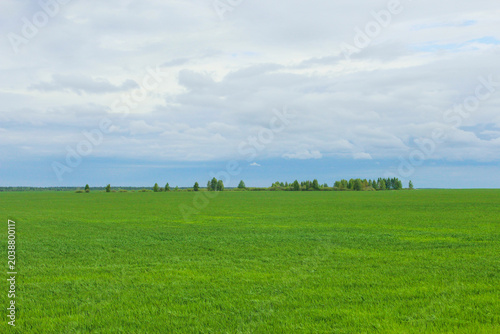 Green field in spring