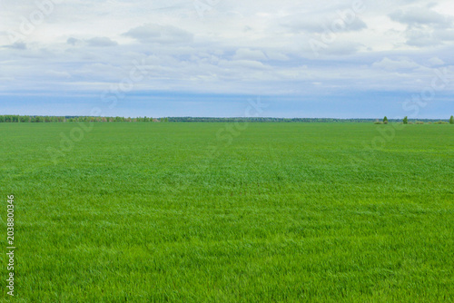 Green field in spring