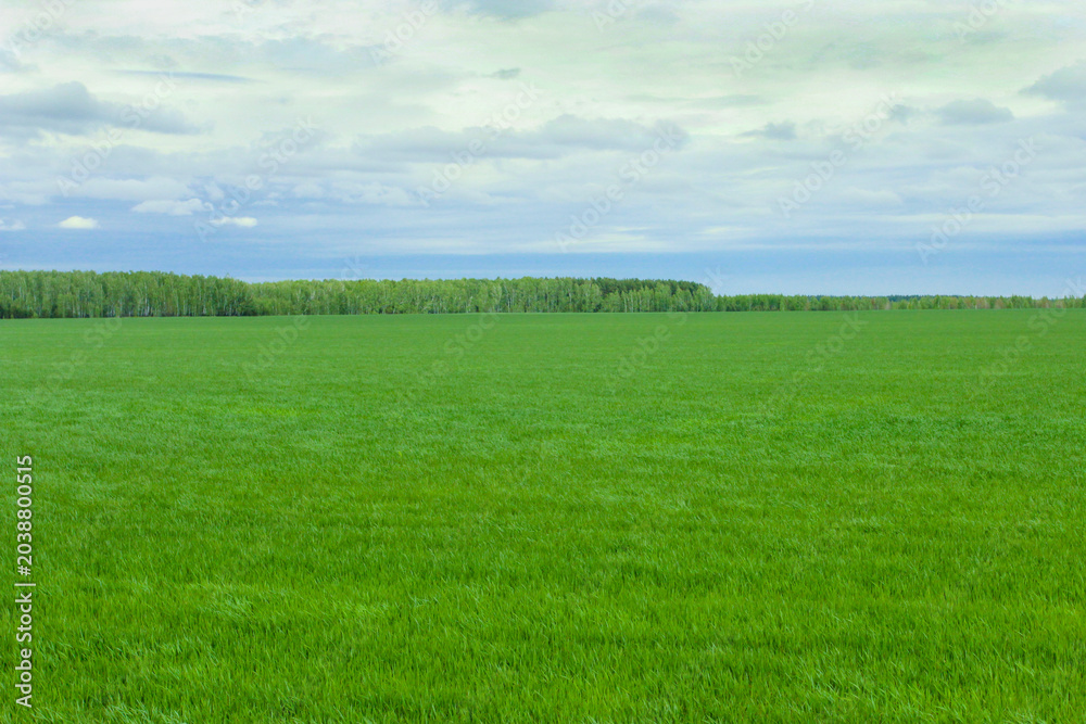 Obraz premium Green field in spring