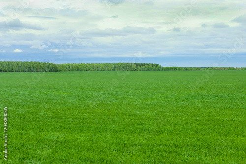 Green field in spring
