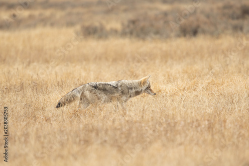 Coyote Walking Through Dry Grassland
