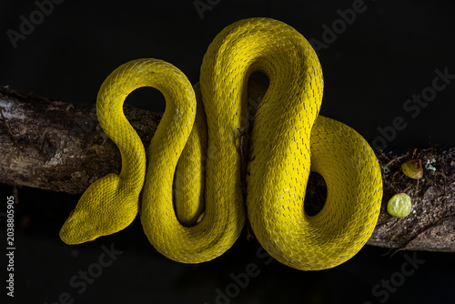 Yellow viper snake in close up and detail isolated black