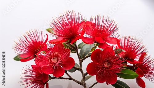 The Striking Red Flowers Of The New Zealand Native Pohutukawa Tree Seen In Close Up Against A White Background The Tree Flowers Over The Summer Period And Is Known As The Nz Christmas Tree