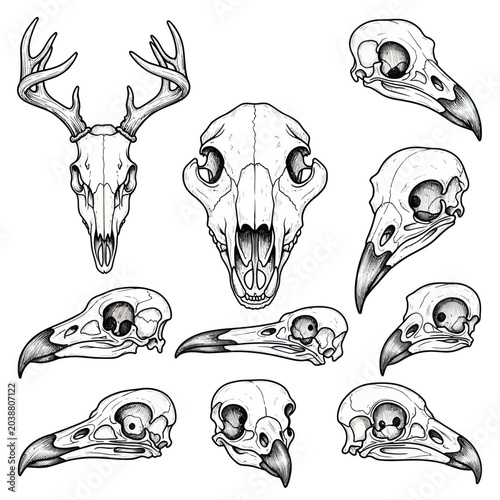 Canvas Print Collection of Animal Skulls: Deer, Mammal, and Bird Skulls