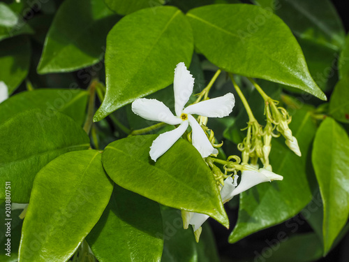 Photos Trachelospermum jasminoides or Jasminum, white flower and buds, close up
