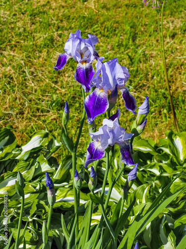 Photography Iris Germanica or Bearded iris, bright colorful flowers with yellow hairs, close up