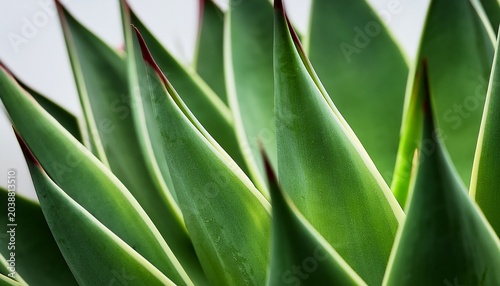 Macro Photo Of Agave Leaves