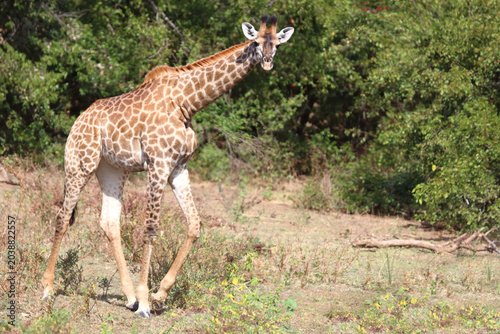 Fényképezés Giraffe / Giraffe / Giraffa camelopardalis