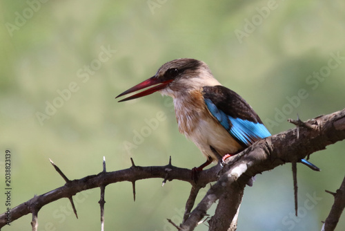 Konstfotografi Braunkopfliest / Brown-hooded kingfisher / Halcyon albiventris