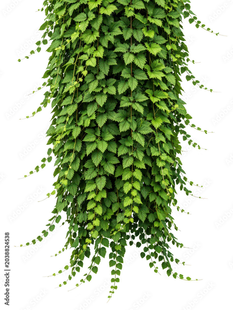 Fototapeta premium Hanging Green Ivy Plant with Trailing Leaves Isolated