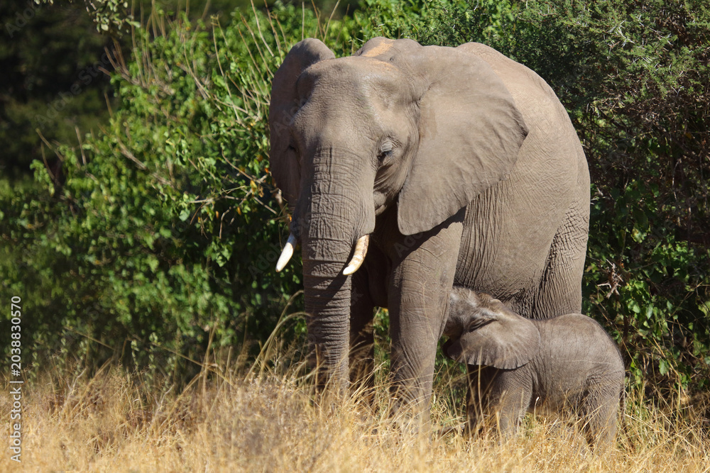 Fototapeta premium Afrikanischer Elefant / African elephant / Loxodonta africana