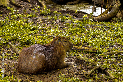 Foto Chigüiro - Capibara tomando una merecida siesta en una finca del oriente Colombiano